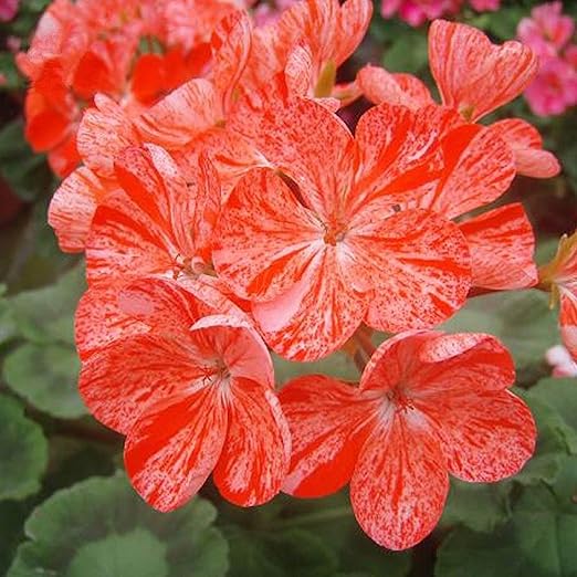 Pelargonium Raspberry Ripple Rosa Arancio Con Punti Rossi Geranio Storksbill Semi Amazon It Giardino E Giardinaggio