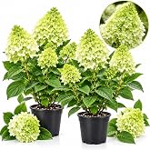 2 Little Lime Hydrangea Live Plants in Quart Pot, 6-12" Tall Hydrangea Bushes Ready to Plant, Grow Robust Floral Clusters for Hedges &amp; Outdoor Landscapes