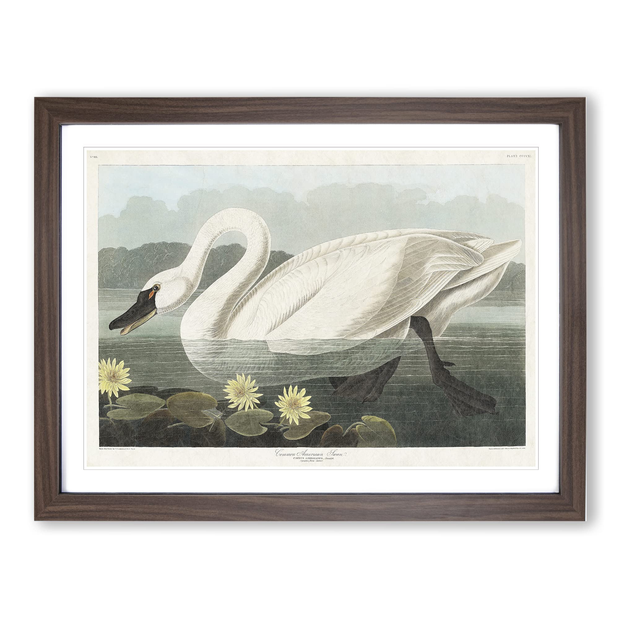 American Swan By John James Audubon Vintage Framed Wall Art Print, Ready to Hang Picture for Living Room Bedroom Home Office Décor, Walnut A4 (34 x 25 cm)