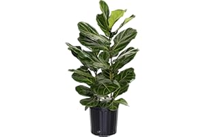 U UNITED NURSERY Fiddle Leaf Fig Live Indoor Ficus Lyrata Tree 24-34" Tall in 10" Nursery Pot