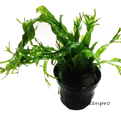 Microsorum Pteropus Windelov Java Fern