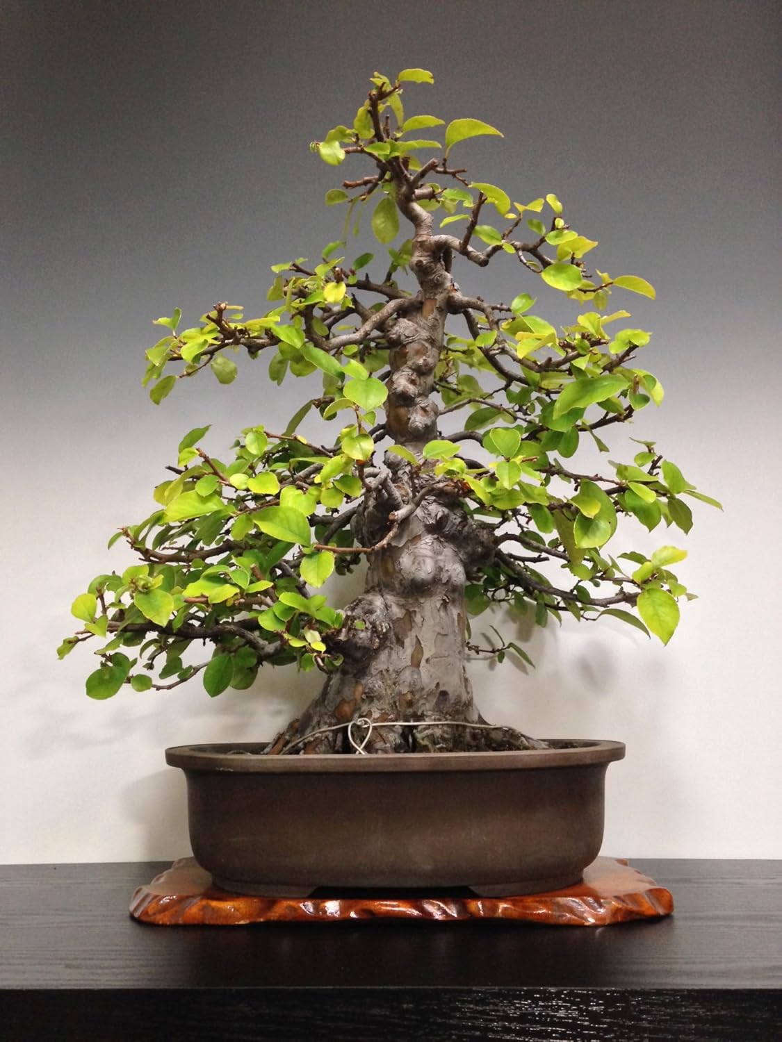 Amazon 盆栽 花梨 実生 カリン 中品盆栽 展示用 圧巻の樹姿 樹齢約40年 樹高50cm 観葉植物 オンライン通販 Amazon 盆栽 花梨 実生 カリン 中品盆栽 展示用 圧巻の樹姿 樹齢約40年 樹高50cm 観葉植物 オンライン通販