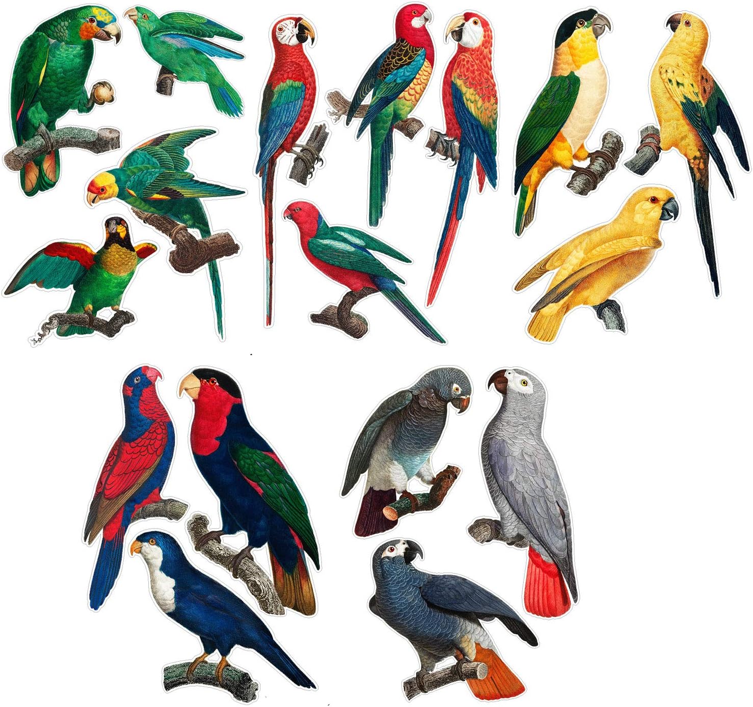 Large Wall Stickers Parrots Vintage Real Size Illustration