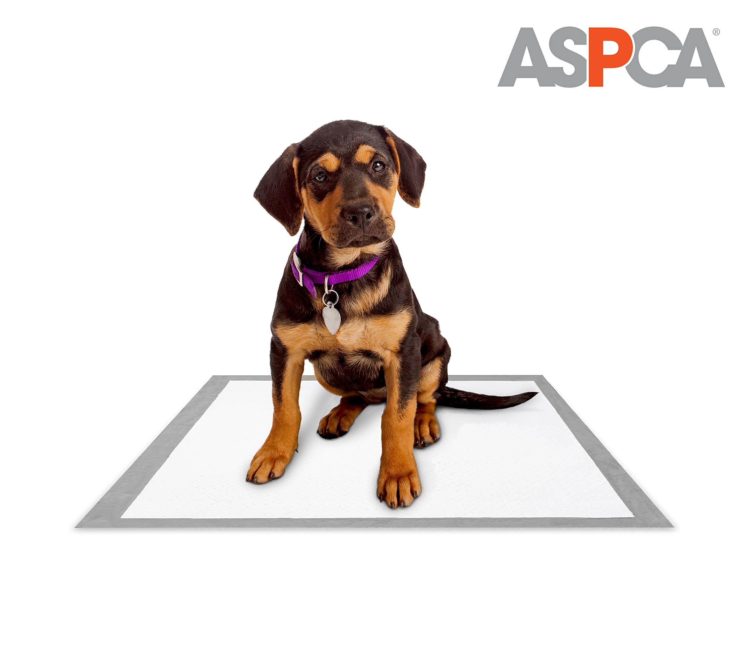 Scented Puppy Pads, Dog Pee Pads for Training, Absorbent Potty Pads for Dogs, Quick-Drying Leakproof Large Dog Pads with Odor Control, 22\x22\ (Mountain, 100 Count - (22 x 22