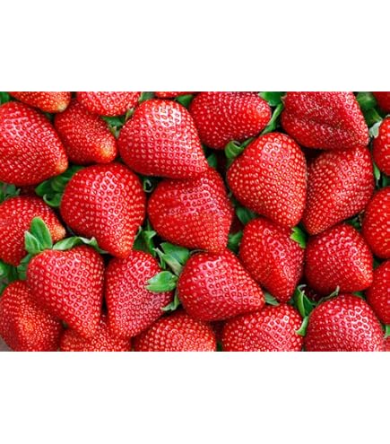 【18点セット】 WILD STRAWBERRY Strawberry Vape Juice | Sweet Fruity Flavour — IbizaVapeClub.com