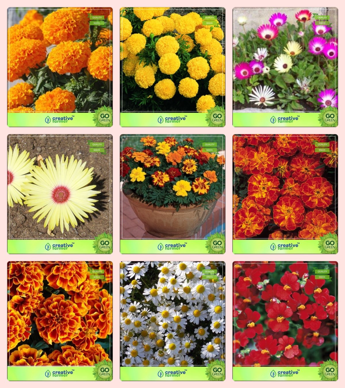 Creative Farmer Flower Seeds Flower Seeds For Planting Combo Marigold Hawaii Marigold Dhan Basanti Burf Heavens Burf Yellow Marigold Nana Bonita Marigold Bolero Red Marigold Bicolour Metrecaria Gold Star Nemesia Garden Flower