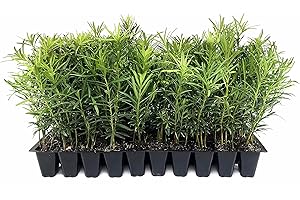 FLORIDA FOLIAGE Podocarpus Macrophyllus Japanese Yew | 30 Live Plants | Podocarpus macrophyllus | Privacy Hedge Shrub | Evergreen Landscaping Plants for Gardens & Borders