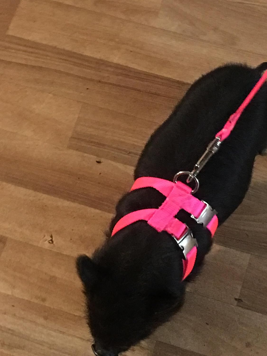 metal dog harness