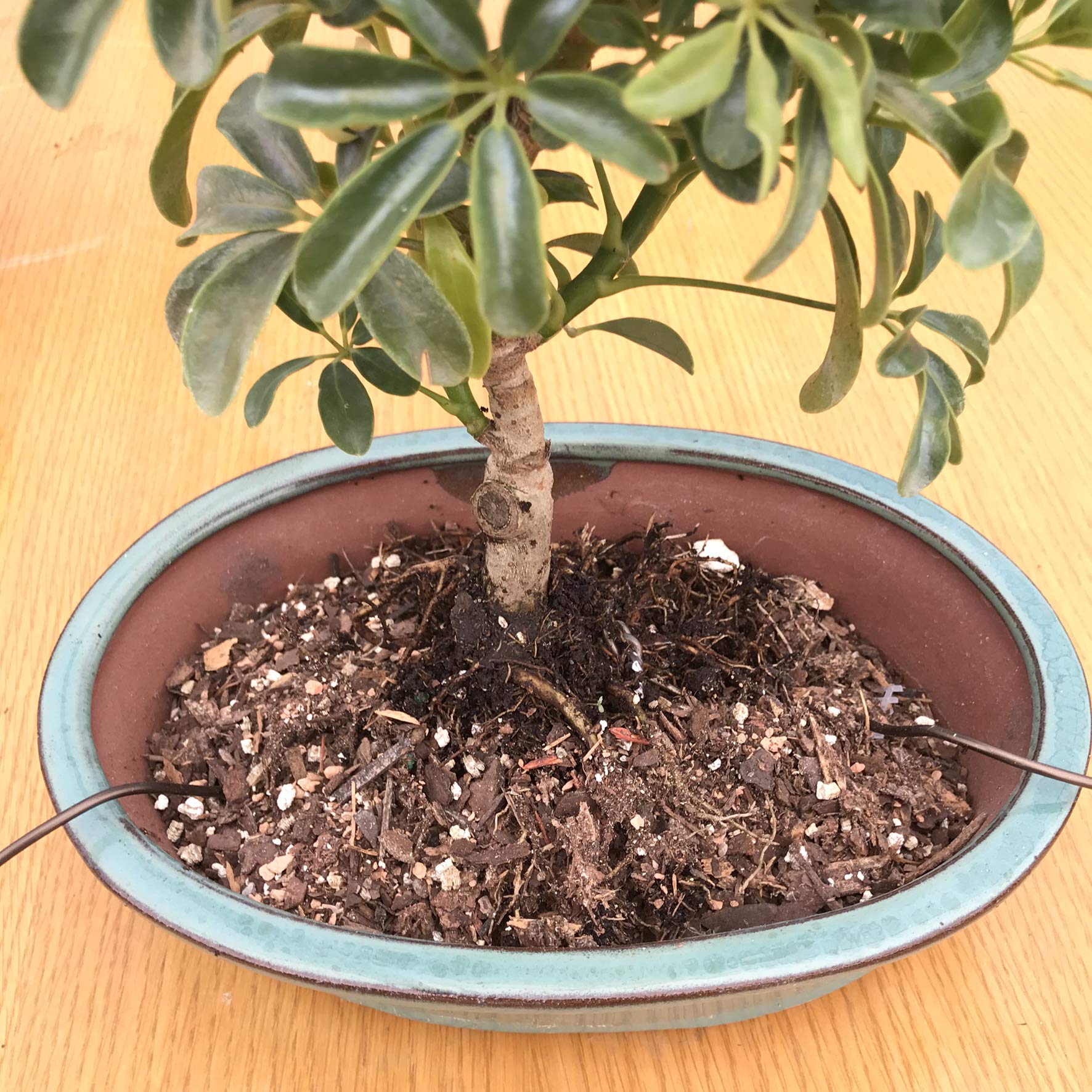 Bonsai Tree Soil 2.5 Gallons AllPurpose Blend Bonsai Soil Mix