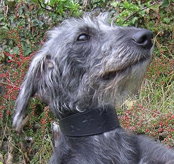 lurcher collars amazon