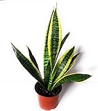 Laurentii Snake Plant - Sanseveria - Mother in Laws Tongue - Live Indoor Plant - Easy to Grow - Almost Impossible to Kill