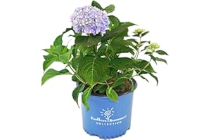 GREEN PROMISE FARMS Endless Summer Collection - Hydrangea mac. Endless Summer The Original (Reblooming Hydrangea) Shrub, RB pink or blue, #2 - Size Container