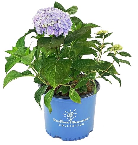 Plant In 3 5 Pot Hedge Seeds Plants Seedlings Hydrangea