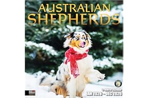 RED EMBER Select - Australian Shepherds Aussies 2026 Wall Calendar 12 Month | 12" x 24" Open | Thick & Sturdy Paper | Giftable | Calendar 2026