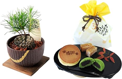 Amazon 花由 遅れてごめんね 松ぼっくりの盆栽と 秋三昧 感謝の福袋 和菓子3種 敬老の日 プレゼント 観葉植物 オンライン通販