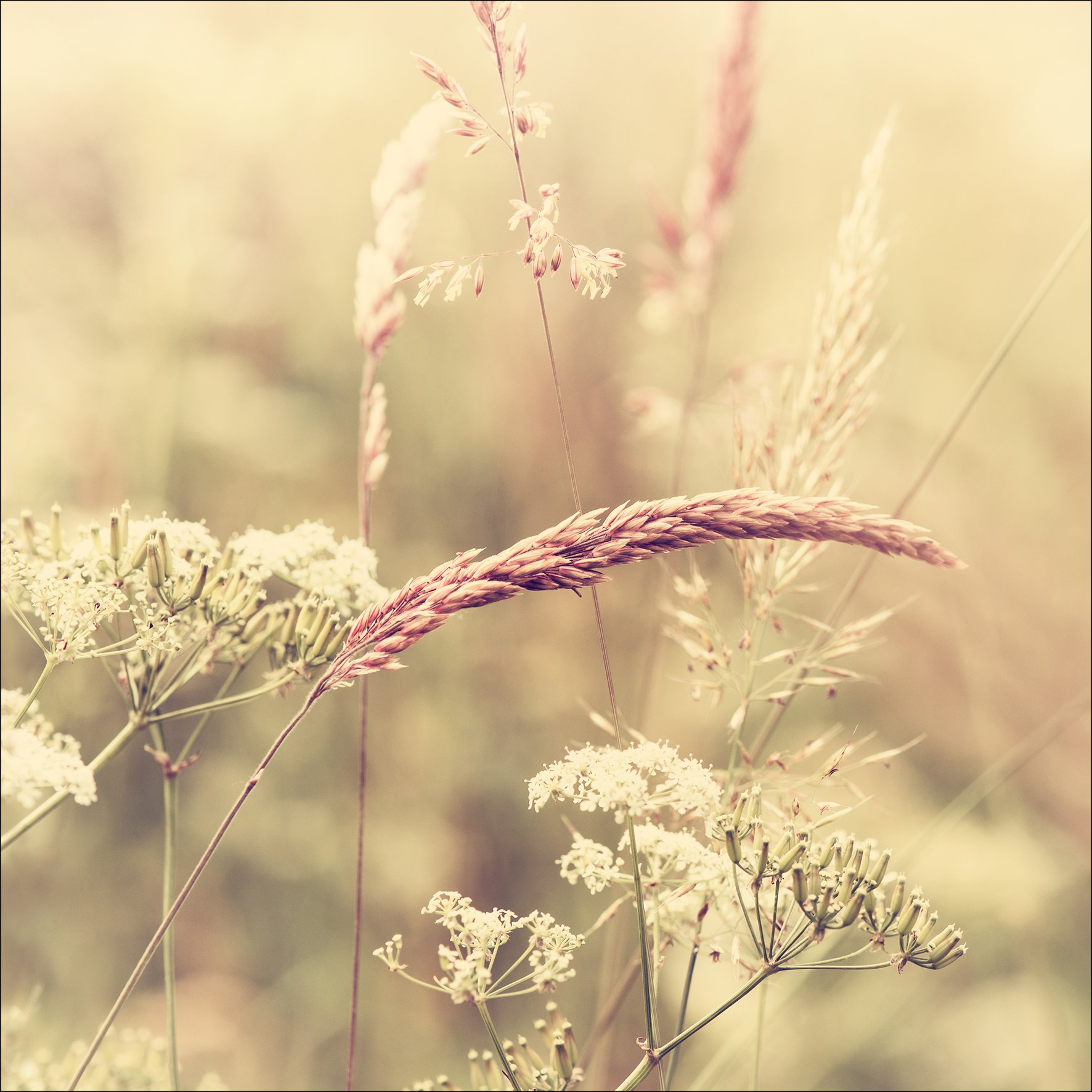 PRO ART PICTURES Palette GLA1276D Cabbage I multi-coloured glass art 20 x 20 x 1/2 "