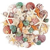 Jangostor Sea Shells Mixed Ocean Seashells, 1.2"-3.5" Various Sizes Beach Seashells and Natural Starfish for Vase Fillers Fis