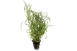 BIG KAHUNA TROPICAL FISH Live Potted Aquarium Plants | Freshwater Aquatic Plants for Aquarium and Ponds (Octopus Plant (Pogostemon Stellatus Narrowleaf))