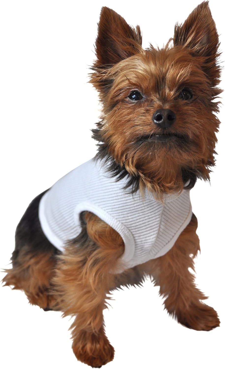 jetblue service animal