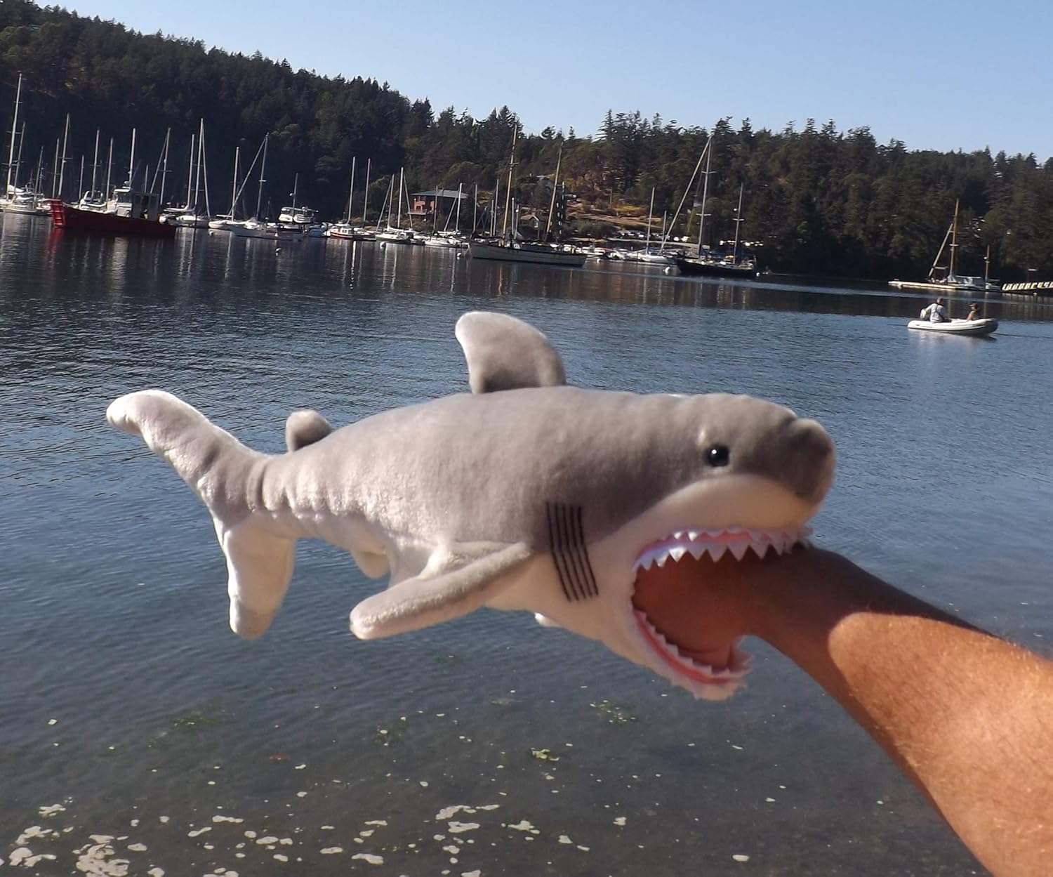 chomping shark toy