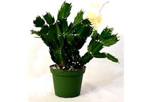9GreenBox - Rare Yellow Christmas Cactus Plant - Zygocactus - 4" Pot