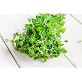 Sweet Marjoram Herb Seeds - Non-GMO 0.25g, Approximately 1000 Seeds