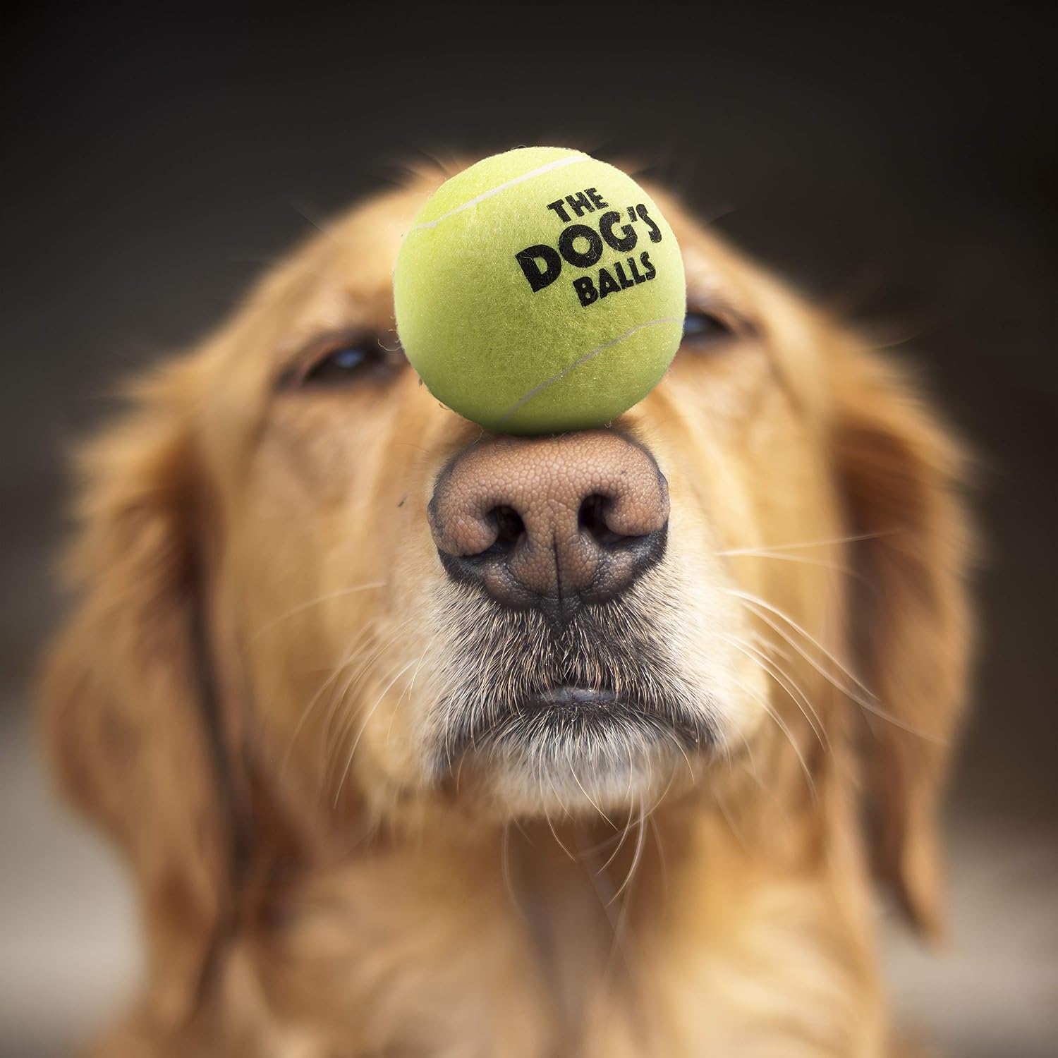 The Dog's Balls - Dog Tennis Balls, Yellow, Medium, 6‑Pack, 6 Medium Tennis Balls - Image 4