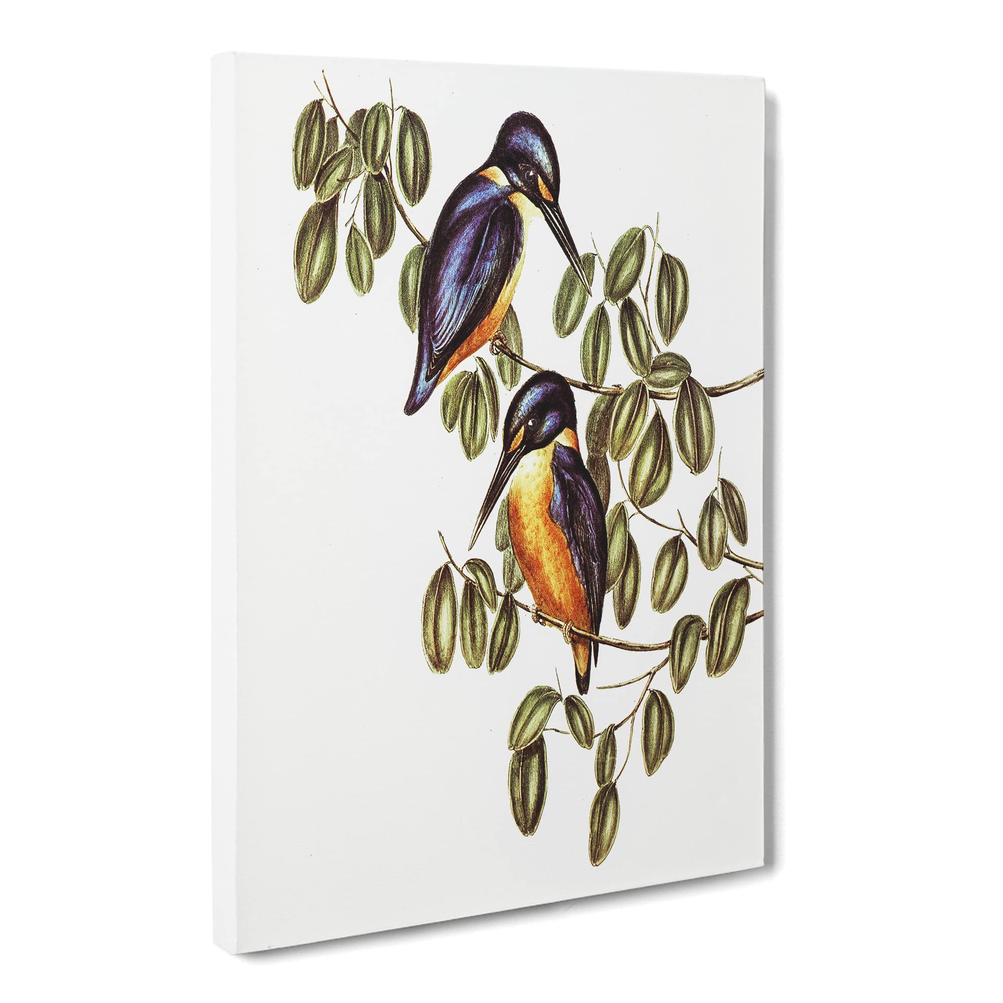Azure Kingfishers By Elizabeth Gould Canvas Print | Gallery Wrapped 30mm Frame Wall Art | 20x14 inches | Ready to Hang | Retro Animal Picture | Living Room Bedroom Lounge Office