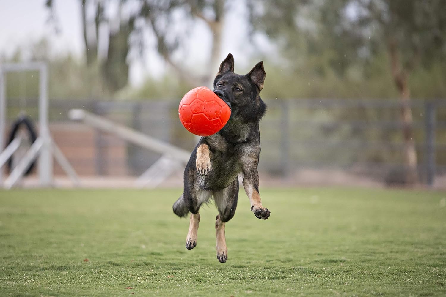 Signature Jolly Pets Jolly Soccer Ball - 8 Inch, Orange, Large - Image 5