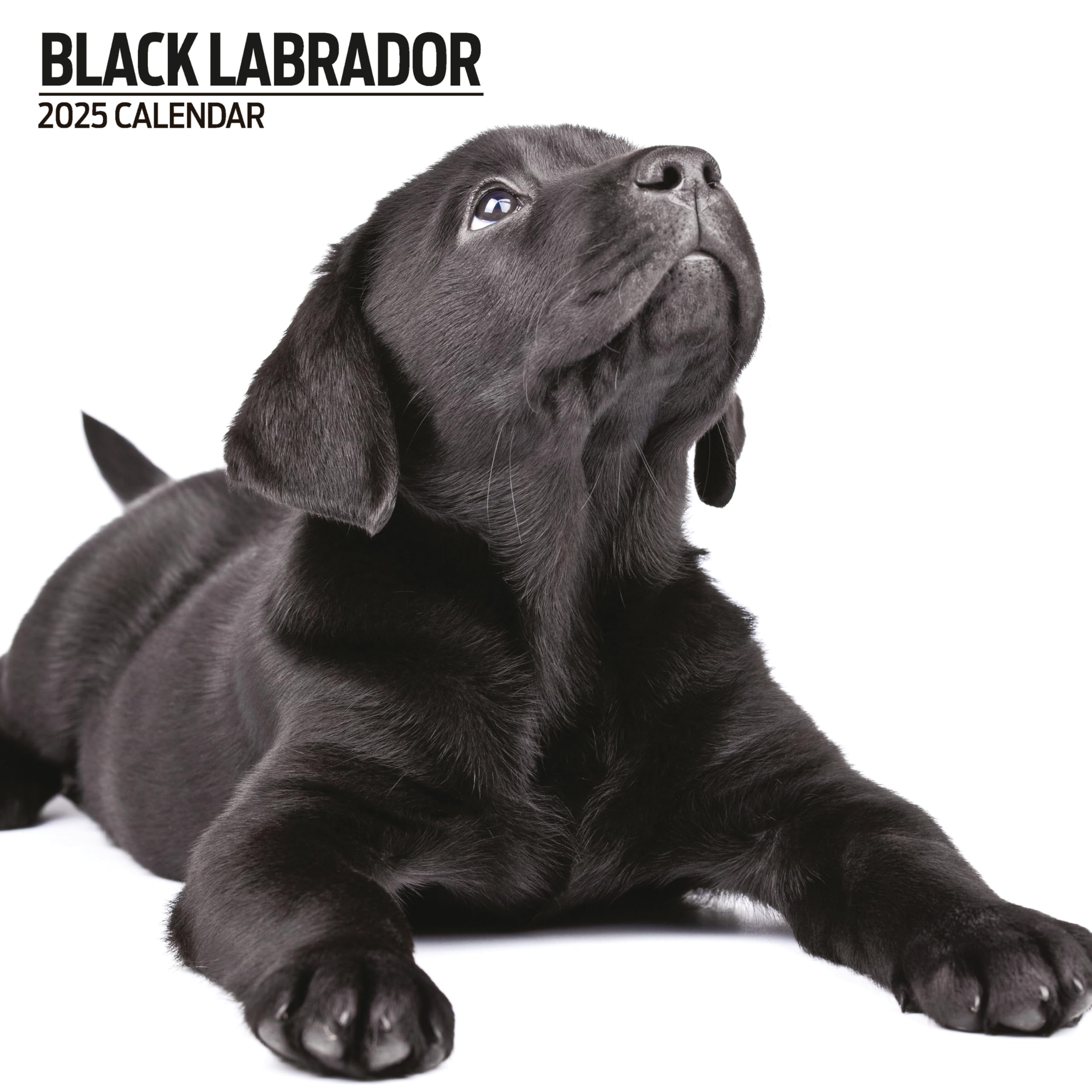 Labrador Black 2025 Modern Calendar