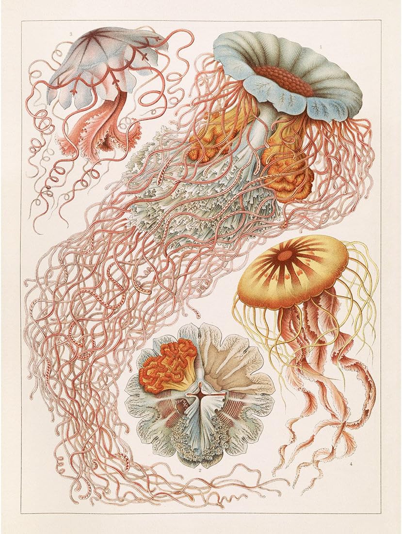 Amazon Com Meishe Art Poster Print Vintage Jellyfish Sea Creatures Colorful Ocean Pink Jelly Fish Marine Life Illustration Home Wall Decor Posters Prints