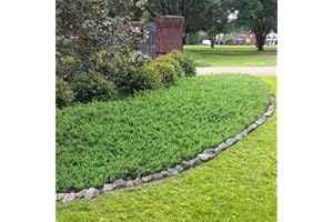 FLORIDA FOLIAGE Juniper Blue Pacific - 10 Live Plants - 2 Inch Pot Size - Evergreen Ground Cover 'Shore Juniper'