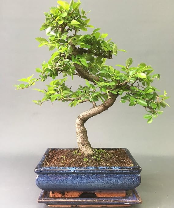 Chinese Elm Bonsai Tree You Choose (9yr Chinese Elm) Amazon.co.uk