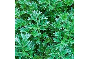 Dichmag 1000+ Non-GMO Citronella Plant Seeds for Planting - Heirloom Citronella Grass Keeps Mosquitoes and Pests Away Naturally, green