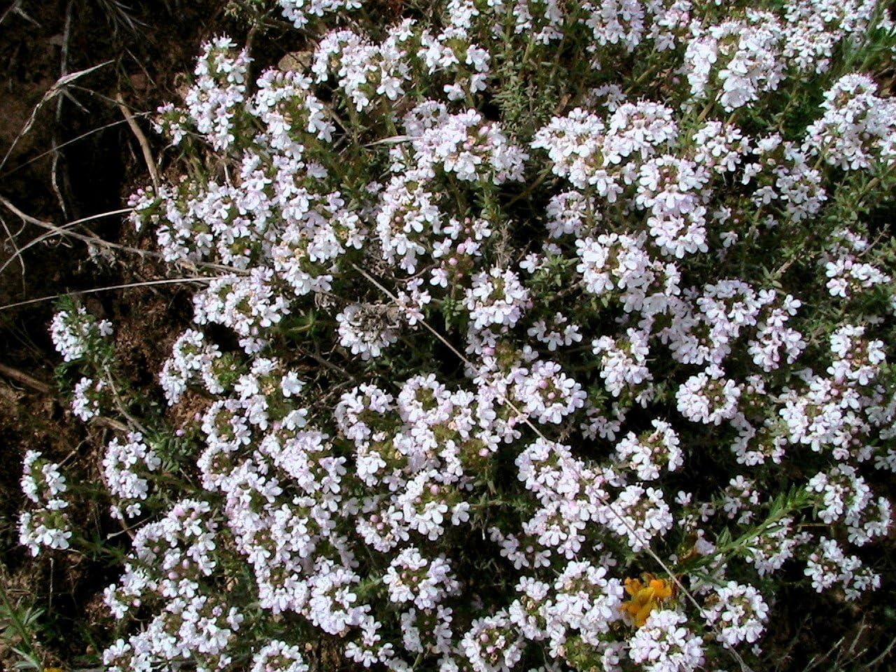 Thymus vulgaris, Thyme English Winter, 0.25g Approx 1750 Seeds
