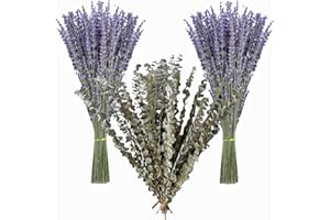 NAUNAUYA 130 Stems Dried Lavender Flowers and Shower Eucalyptus Hanging Bouquet , 120 pcs of Lavender Plant , 10 pcs of Eucalyptus Leaves Use of Home Decor Greenery for Bathroom, Living Room Kitchen, (17inch)