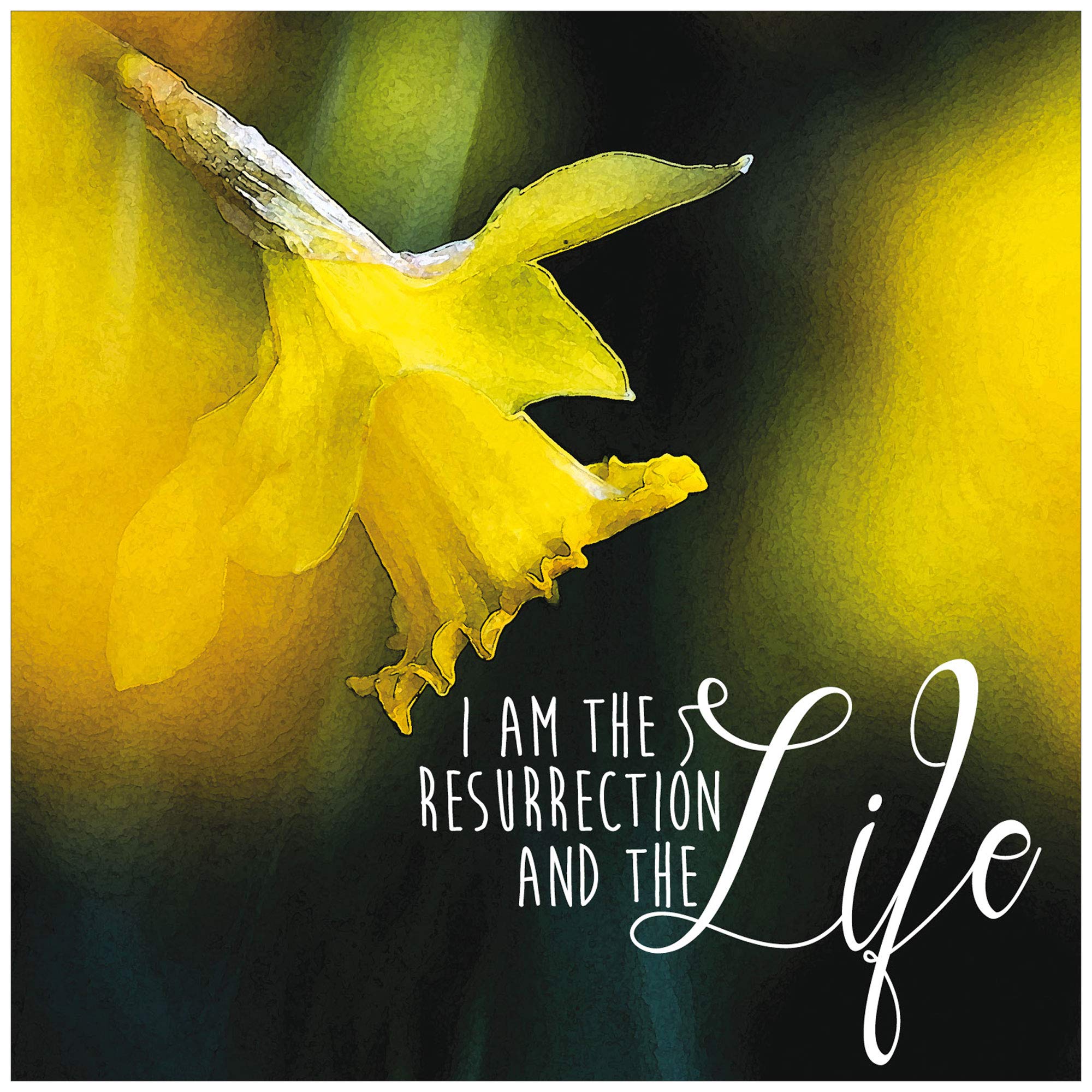 Religious Easter Cards - Daffodil, pack of 5, with white envelopes and Bible verse inside these Christian Easter cards, by Just Cards Direct