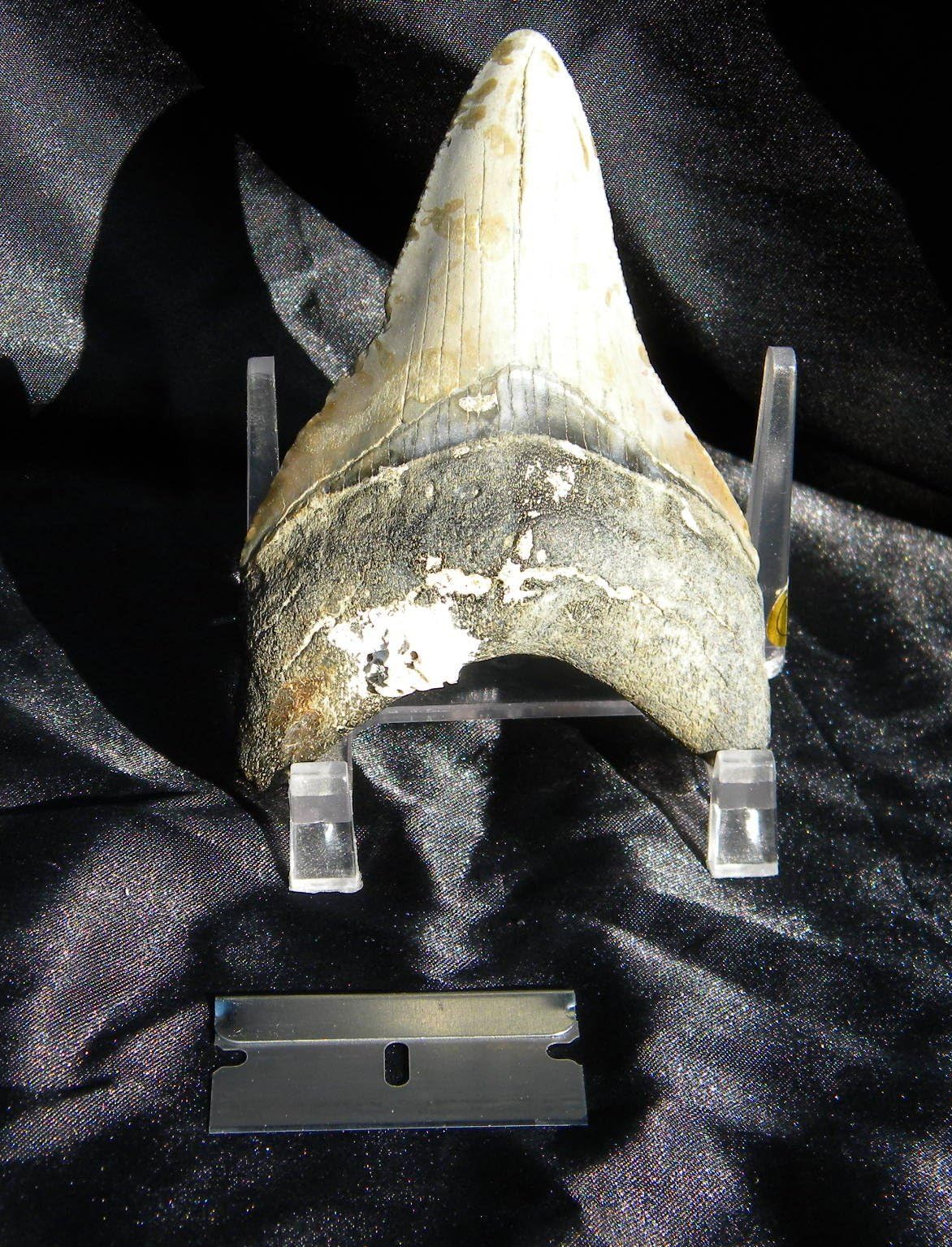 Mother Nature Megalodon Fossil Shark Tooth 3 3/4 inches Genuine