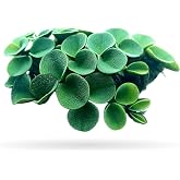 50+ Leaves Velvet Water Spangles - Live Aquatic Floating Plant for Aquarium (salvinia cucullata) by Aquarigram