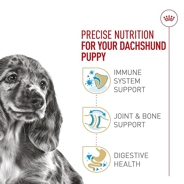 ROYAL CANIN BREED HEALTH NUTRITION DACHSHUND PUPPY DRY DOG FOOD, 2.5 LB BAG