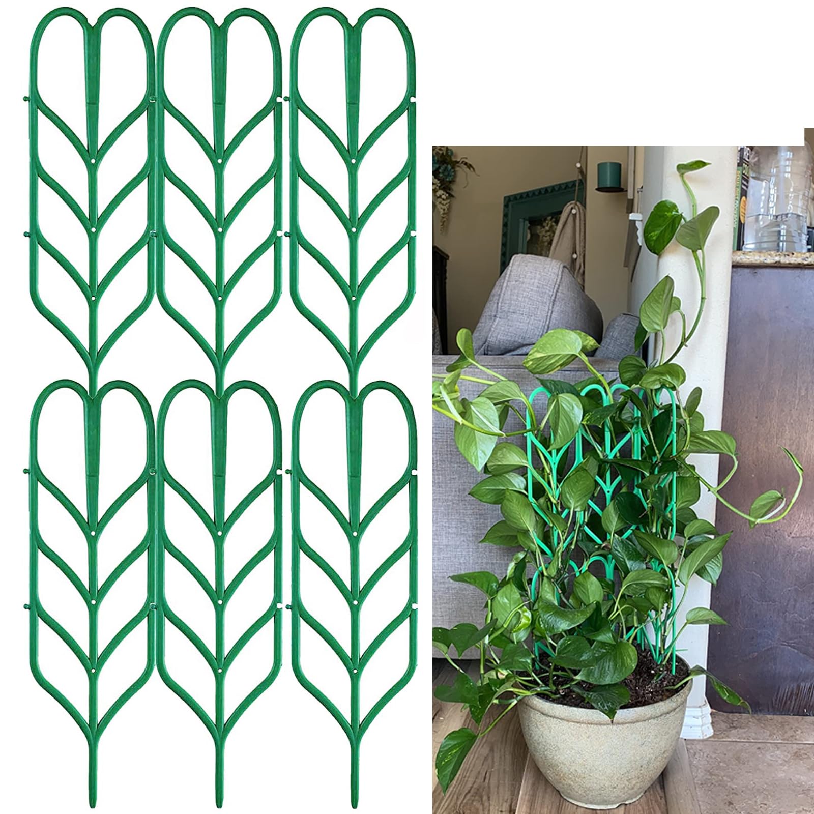 anthurium andraeanum benefits Black Anthurium main image 1