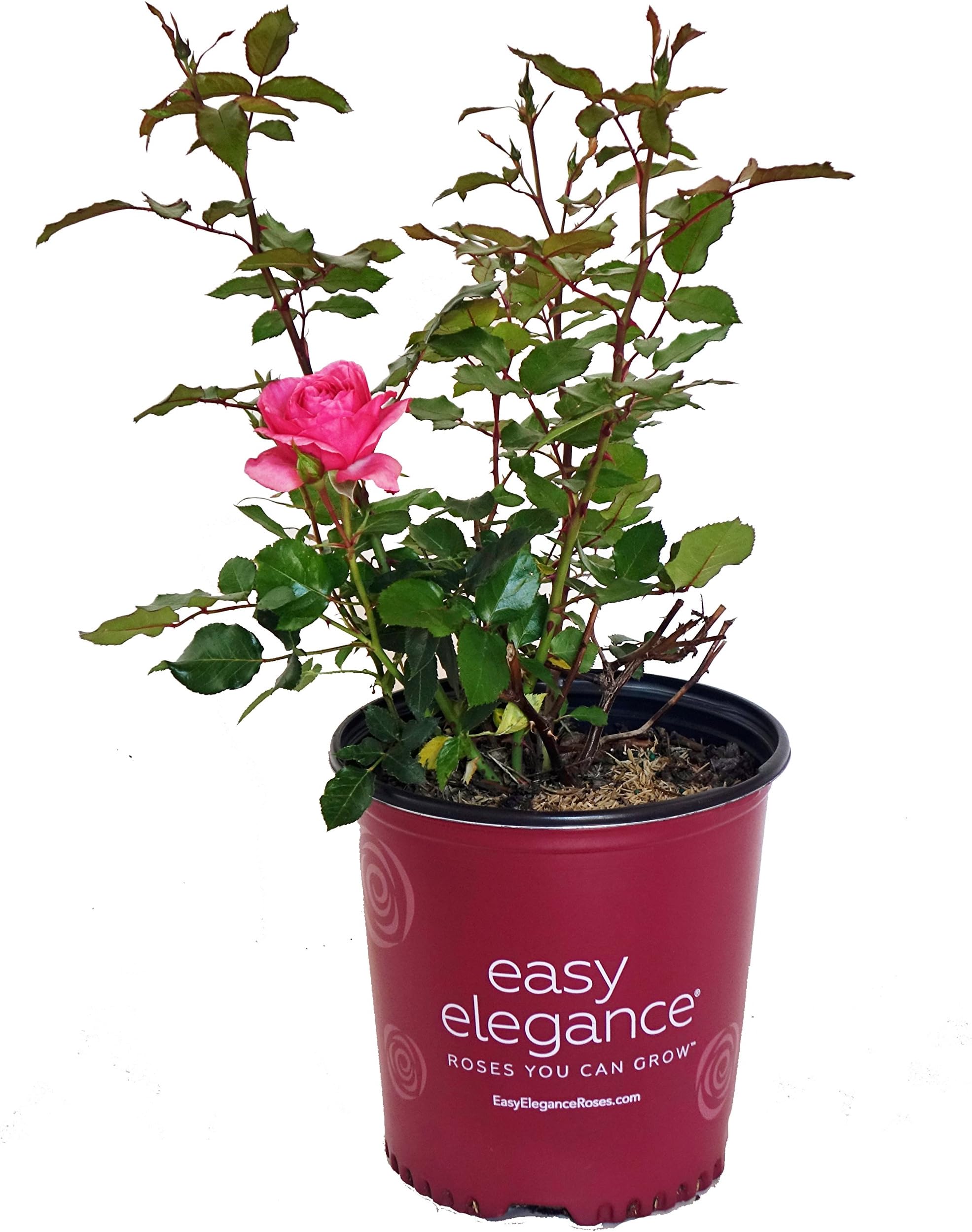 Green Promise Farms Rosa `Grandmas Blessing` (Shrub) Rose, 2 Size Container, pink flower