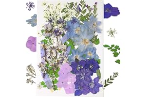 FLYEKIST 10 Types 50PCS Purple Dried Pressed Flowers,Natural Vacuum Packed Real Dried Flowers for Resin Molds,Scrapbooking,Jewelry, Candles, Soap, Nail Production ect DIY Art Crafts