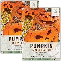 Jack O' Lantern Heirloom Pumpkin Seeds - Non-GMO, 30 Seeds, Easy To Grow, Full Sun