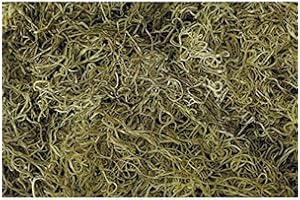 Shinoda Design Center 1 lb Bag Preserved & Dyed Light Green Spanish Moss (0905307629)