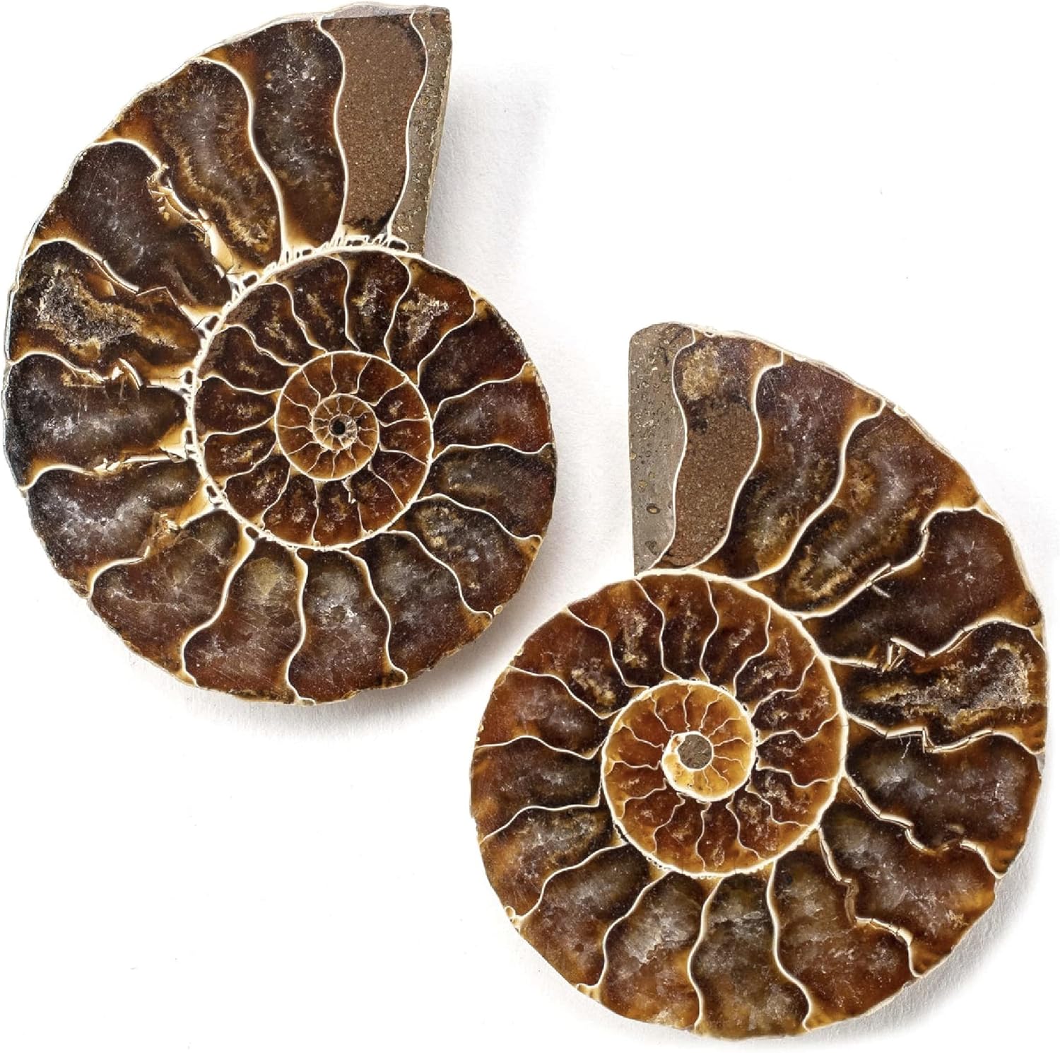 Indoor Fountains & Accessories - KALIFANO Extinct Natural Polished Ammonite Shell Pair Fossil Stone - Mineral from Madagascar with Feng Shui Healing Properties Thought to Bring Wealth, Prosperity, and Relaxation