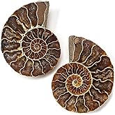 KALIFANO Extinct Natural Polished Ammonite Shell Pair Fossil Stone - Mineral from Madagascar with Feng Shui Healing Properties Thought to Bring Wealth, Prosperity, and Relaxation