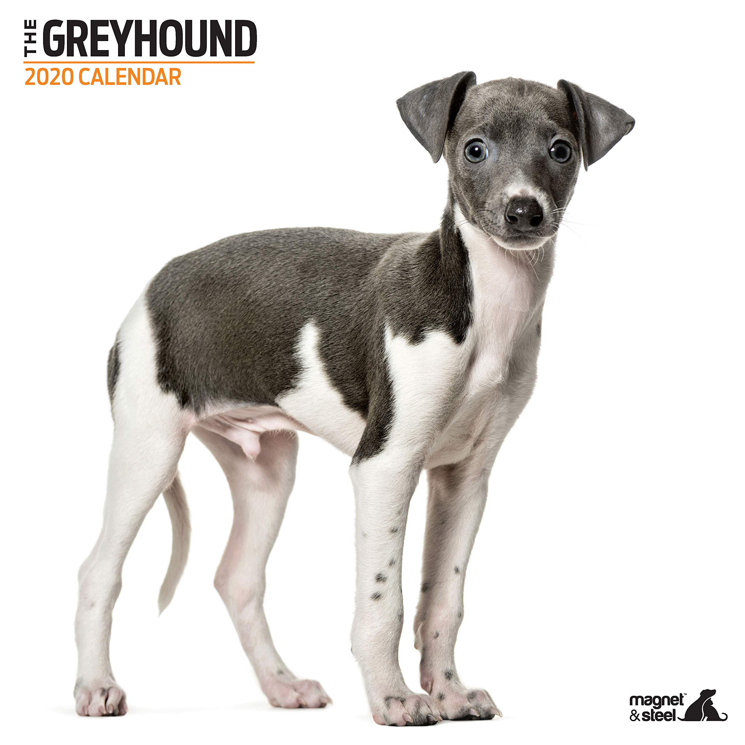 Greyhound Modern 2020 Calendar