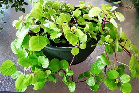 Amazon Co Jp 発芽seeds Plectranthusオースト スウェーデンアイビーベゴニア美しい緑の葉観葉植物 ホーム キッチン