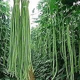100 Pcs Snake/Yard-Long Asparagus Pole Bean Seeds